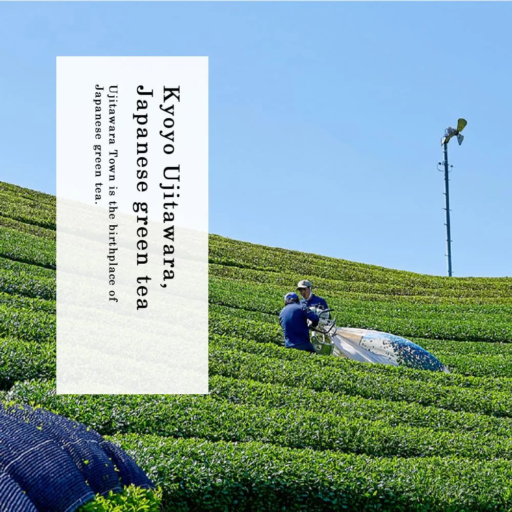 TOMOSAN - TOMOSAN Japanese Organic Matcha 100Gr. - The Red Vitamin MX - Suplementos Alimenticios - {{ shop.shopifyCountryName }}