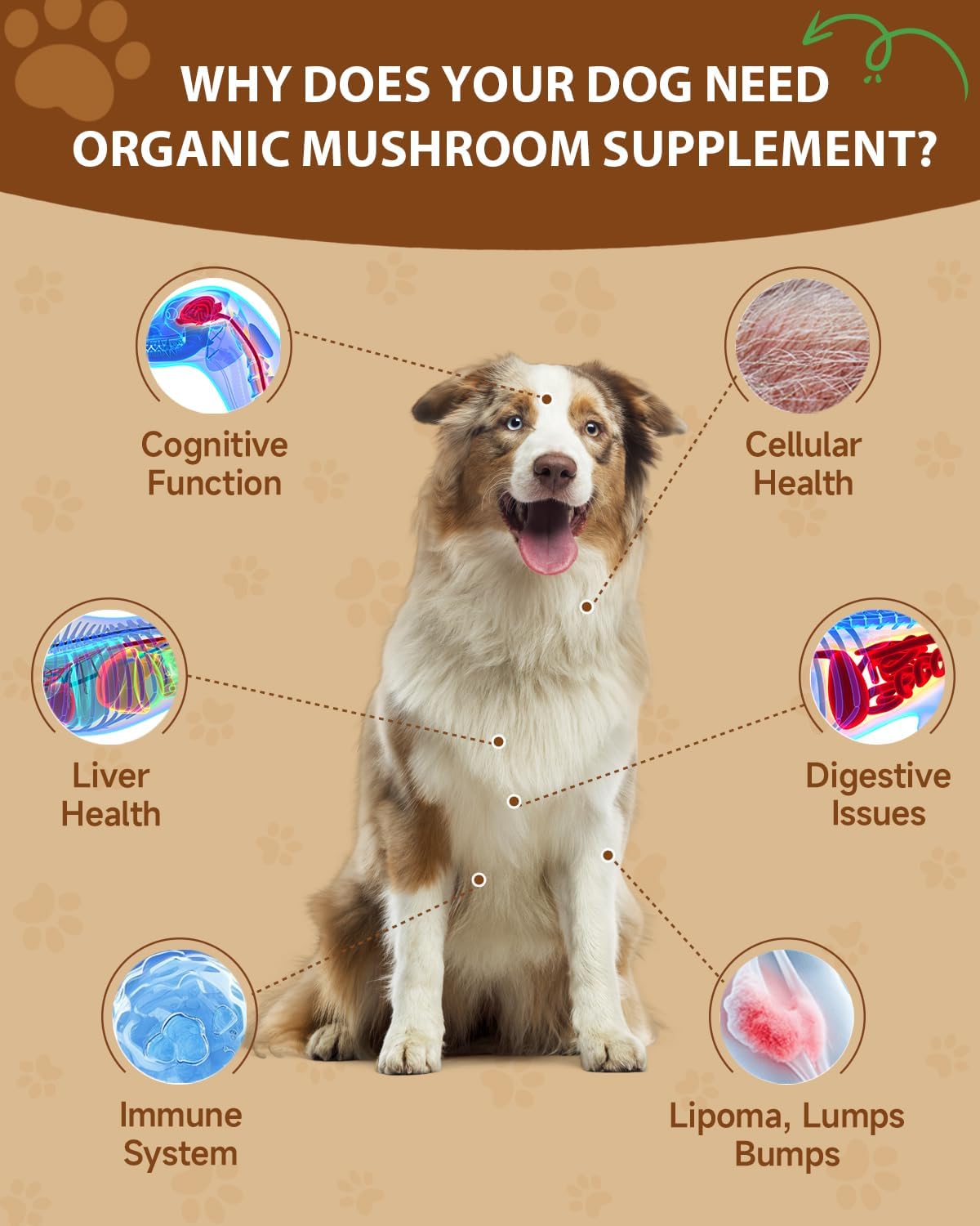 SANTKOL - SANTKOL Mushroom Supplement for Dogs 100 Servicios 100Gr. - The Red Vitamin MX - Suplementos Herbales Para Perros - {{ shop.shopifyCountryName }}