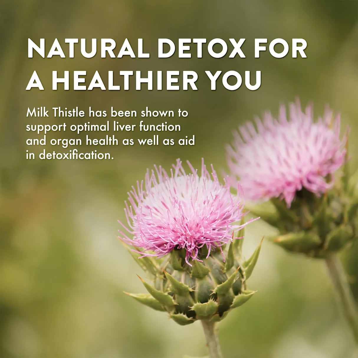 MT. ANGEL VITAMINS - Mt. Angel Vitamins' Milk Thistle 60 Capsulas - The Red Vitamin MX - Suplementos Alimenticios - {{ shop.shopifyCountryName }}