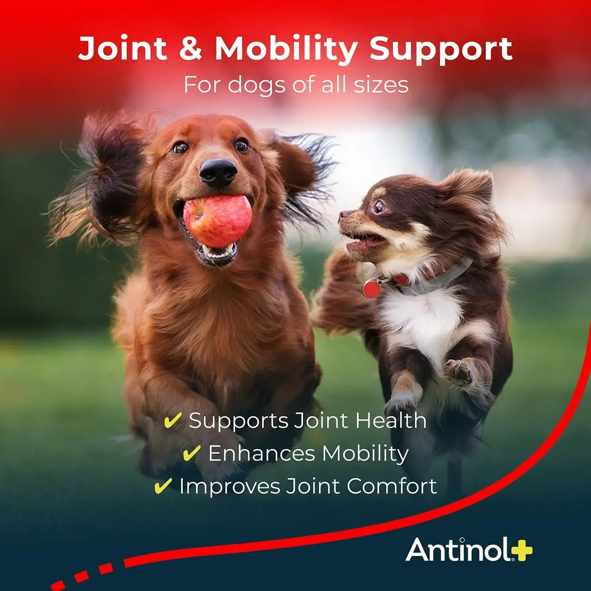 ANTINOL - Antinol Plus Mobility Hip and Joint Supplement for Dogs 90 Capsulas Blandas - The Red Vitamin MX - Cuidado De Cadera Y Articulaciones Para Perros - {{ shop.shopifyCountryName }}