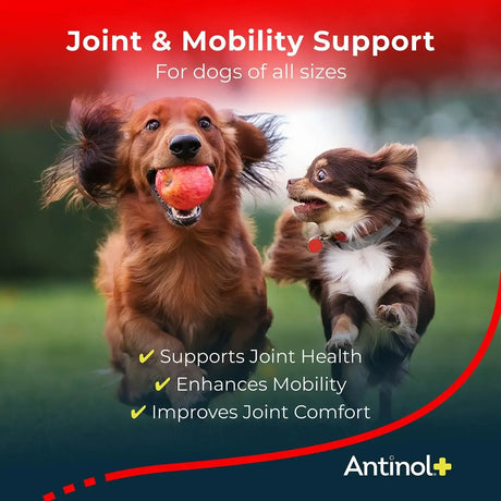 ANTINOL - Antinol Plus Mobility Hip and Joint Supplement for Dogs 90 Capsulas Blandas - The Red Vitamin MX - Cuidado De Cadera Y Articulaciones Para Perros - {{ shop.shopifyCountryName }}