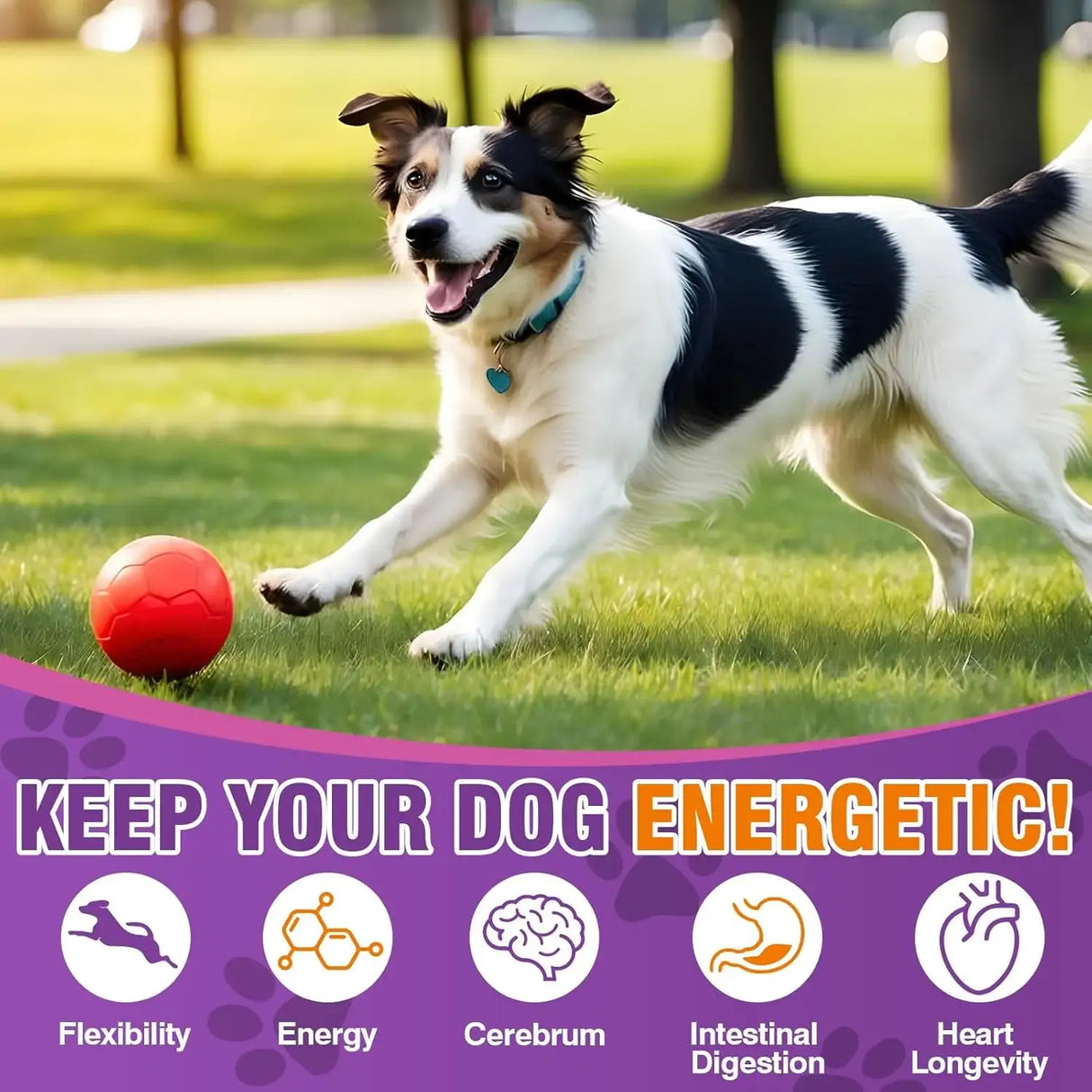 TTIXRL - TTIXRL Turkey Tail Mushroom for Dogs 200 Masticables - The Red Vitamin MX - Suplementos Herbales Para Perros - {{ shop.shopifyCountryName }}