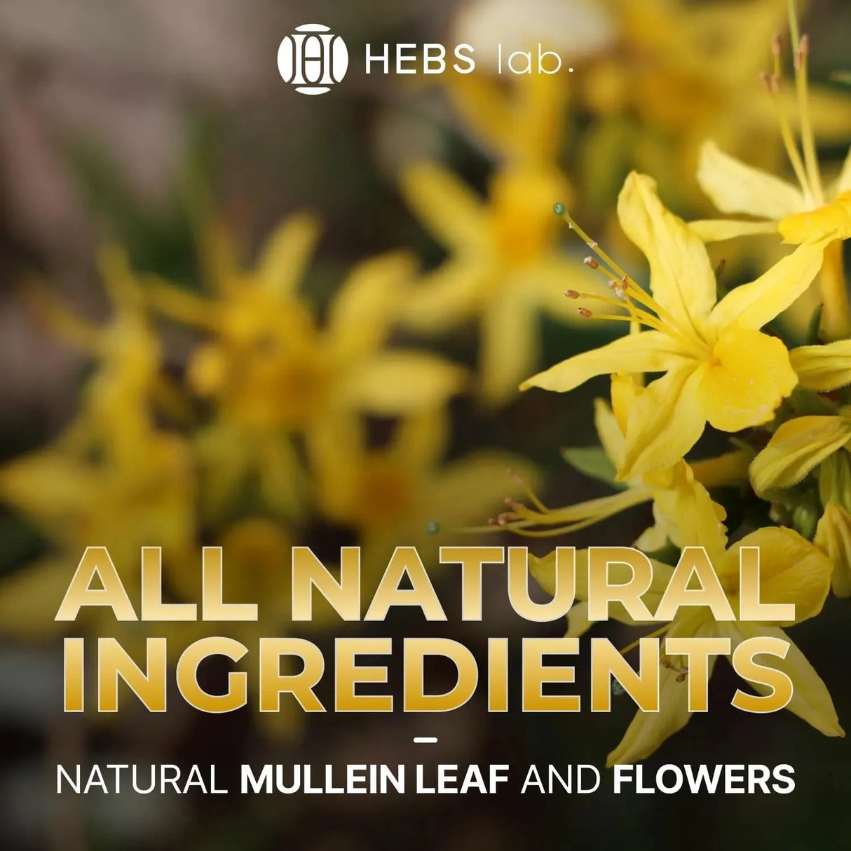 HEBS LAB. - HEBS LAB. Mullein Leaf Extract Organic Lung Cleanse 2 Fl.Oz. - The Red Vitamin MX - Suplementos Alimenticios - {{ shop.shopifyCountryName }}