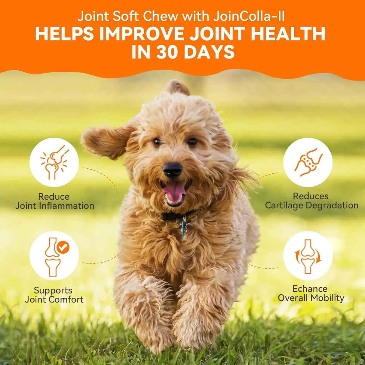 PUAINTA - PUAINTA Dog Hip and Joint Supplement 30 Masticables - The Red Vitamin MX - Cuidado De Cadera Y Articulaciones Para Perros - {{ shop.shopifyCountryName }}