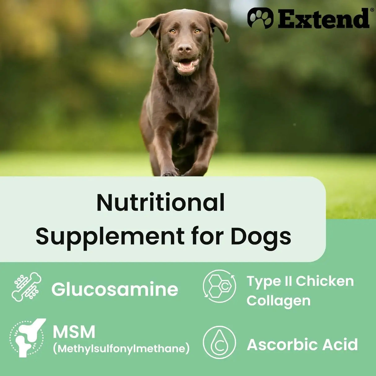 EXTEND - Extend Joint Care for Dogs 30 Paquetes - The Red Vitamin MX - Cuidado De Cadera Y Articulaciones Para Perros - {{ shop.shopifyCountryName }}