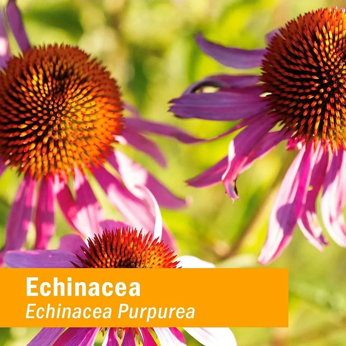 HERB PHARM - Herb Pharm Kids Certified-Organic Alcohol-Free Echinacea Glycerite Liquid Extract 4 Fl.Oz. - The Red Vitamin MX - Suplementos Alimenticios - {{ shop.shopifyCountryName }}