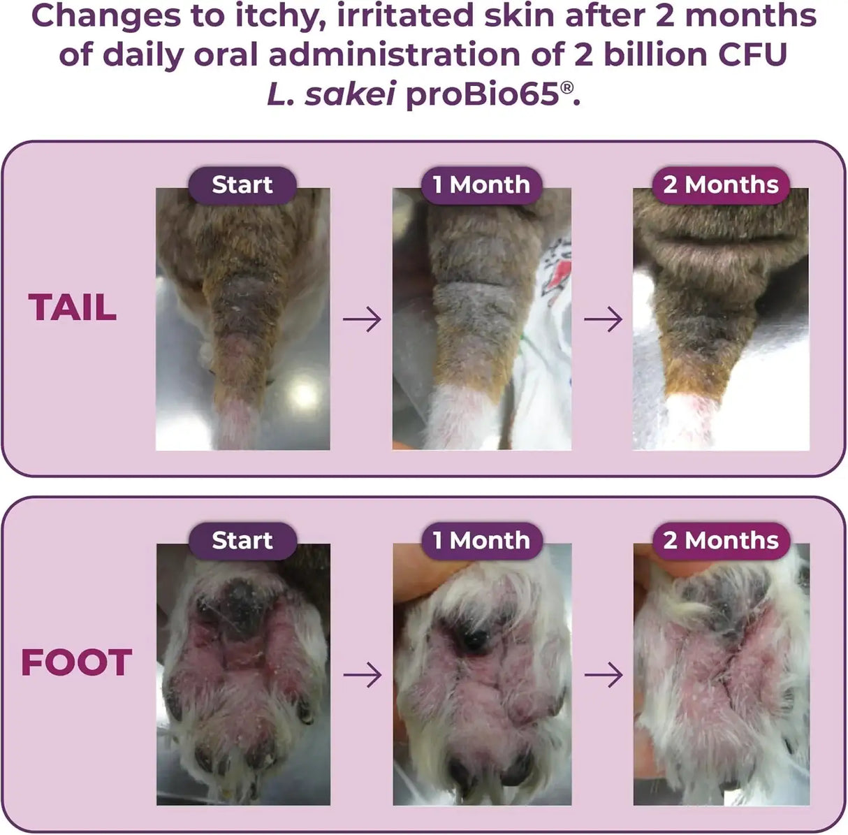 VETRISCIENCE - VetriScience Allergy & Itch Support Chews Duck 75 Masticables - The Red Vitamin MX - Remedios Para La Picazón De Perros - {{ shop.shopifyCountryName }}