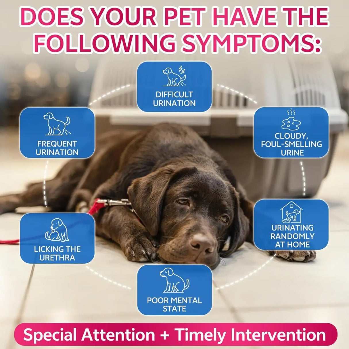 WEALLIN - WEALLIN Cat & Dog Natural Urinary Tract Infection Treatment with Cranberry 2 Fl.Oz. - The Red Vitamin MX - Salud De Tracto Urinario Para Perros - {{ shop.shopifyCountryName }}