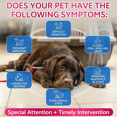 WEALLIN - WEALLIN Cat & Dog Natural Urinary Tract Infection Treatment with Cranberry 2 Fl.Oz. - The Red Vitamin MX - Salud De Tracto Urinario Para Perros - {{ shop.shopifyCountryName }}