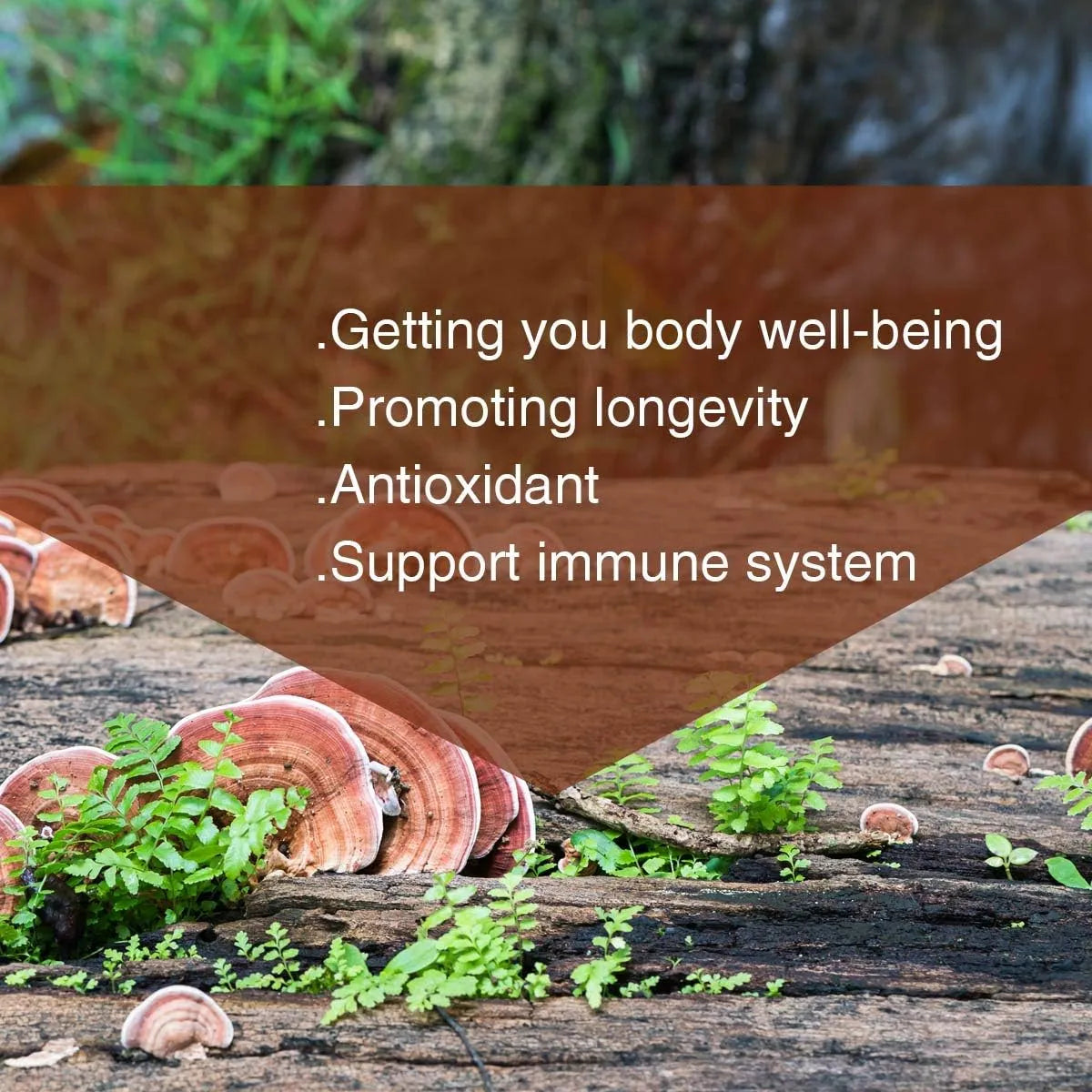 YUANZIYUANGANF - Yuanziyuanfang Red Reishi Mushroom Powder 200Gr. - The Red Vitamin MX - Suplementos Alimenticios - {{ shop.shopifyCountryName }}