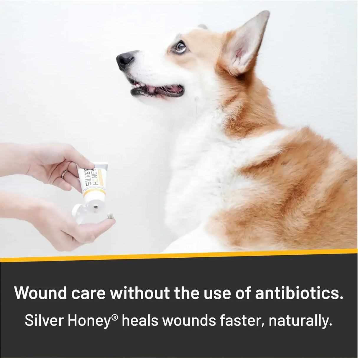 ABSORBINE - Absorbine Silver Honey Hot Spot & Wound Care Ointment for Dogs 2 Oz. - The Red Vitamin MX - Remedios Para La Picazón De Perros - {{ shop.shopifyCountryName }}