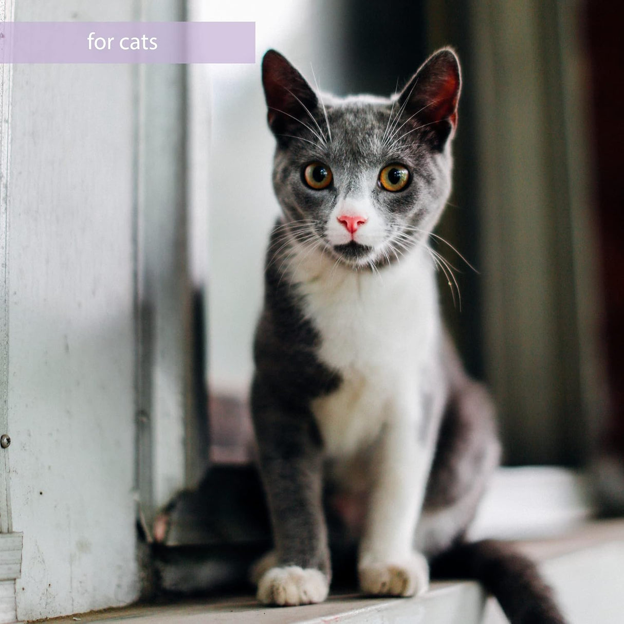 Van Beek Natural Science Synacore Feline Digestive Health Probiotics 30 Paquetes