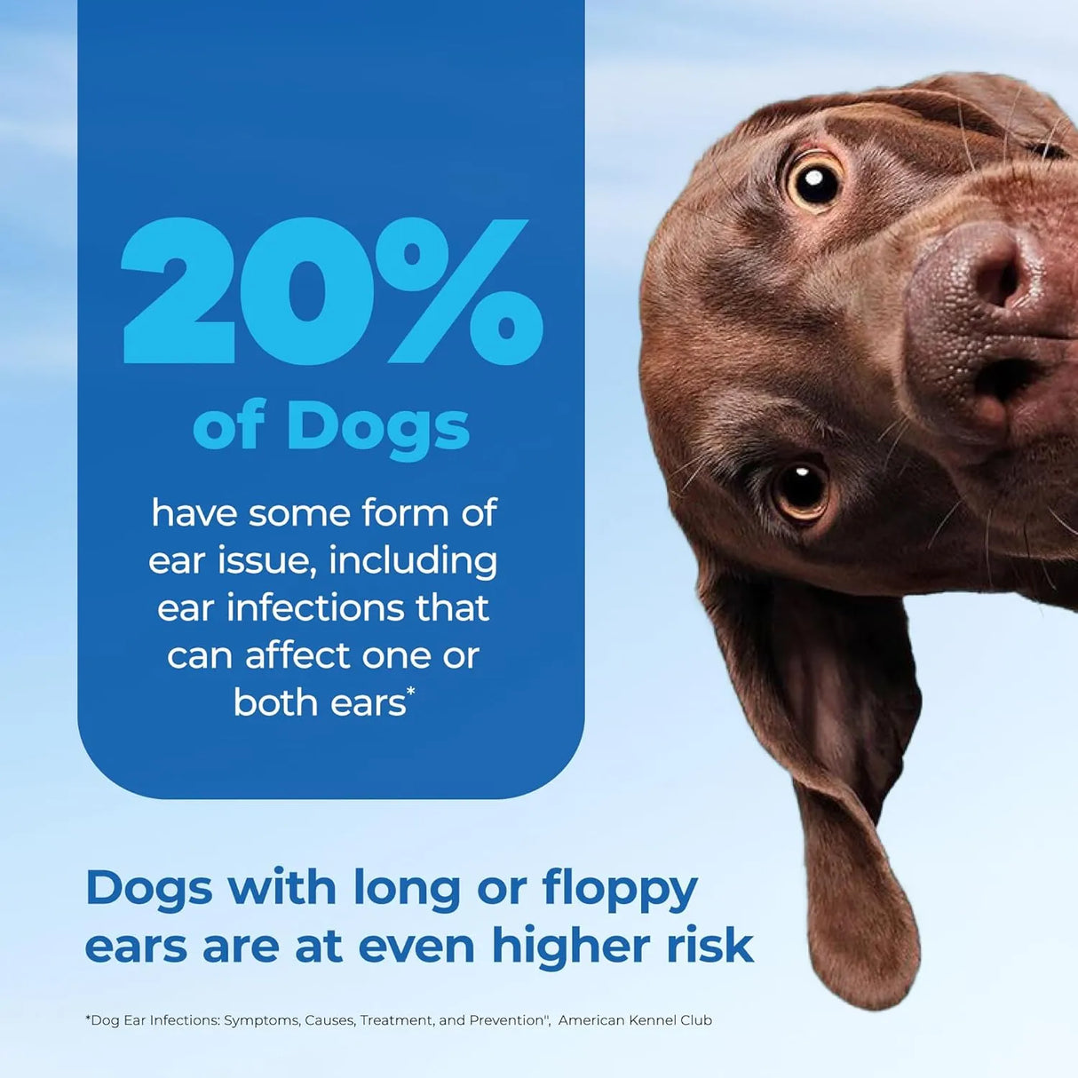 VETNIQUE - Vetnique Oticbliss Ear Flush Medicated Dog Ear Infection Treatment 12 Fl.Oz. - The Red Vitamin MX - Cuidado Del Oído De Perros - {{ shop.shopifyCountryName }}