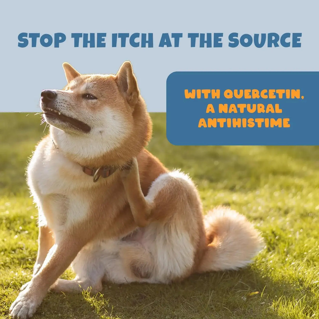 PETIPET - PETIPET Dog Allergy Relief Soft & Chewy Chews 200Gr. - The Red Vitamin MX - Remedios Para La Picazón De Perros - {{ shop.shopifyCountryName }}