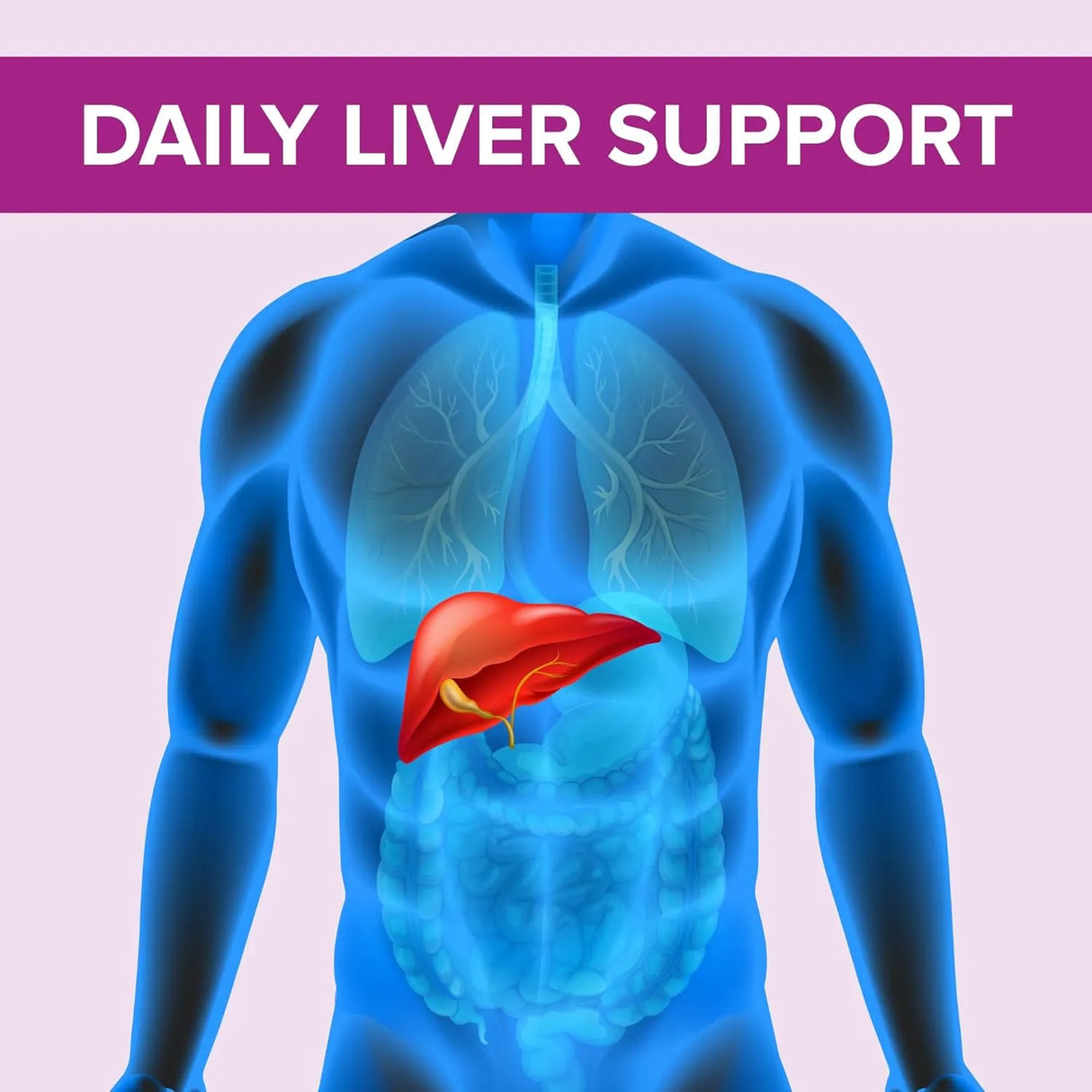 NATURAL FOUNDATION - Natural Foundation Supplements Milk Thistle 7000Mg. 240 Tabletas - The Red Vitamin MX - Suplementos Alimenticios - {{ shop.shopifyCountryName }}