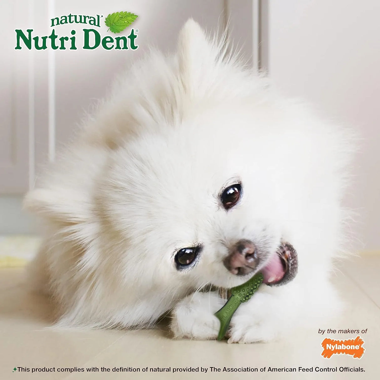 NYLABONE - Nylabone Nutri Dent Dog Dental Chews Mini 160 Piezas - The Red Vitamin MX - Cuidado Dental Para Perros - {{ shop.shopifyCountryName }}