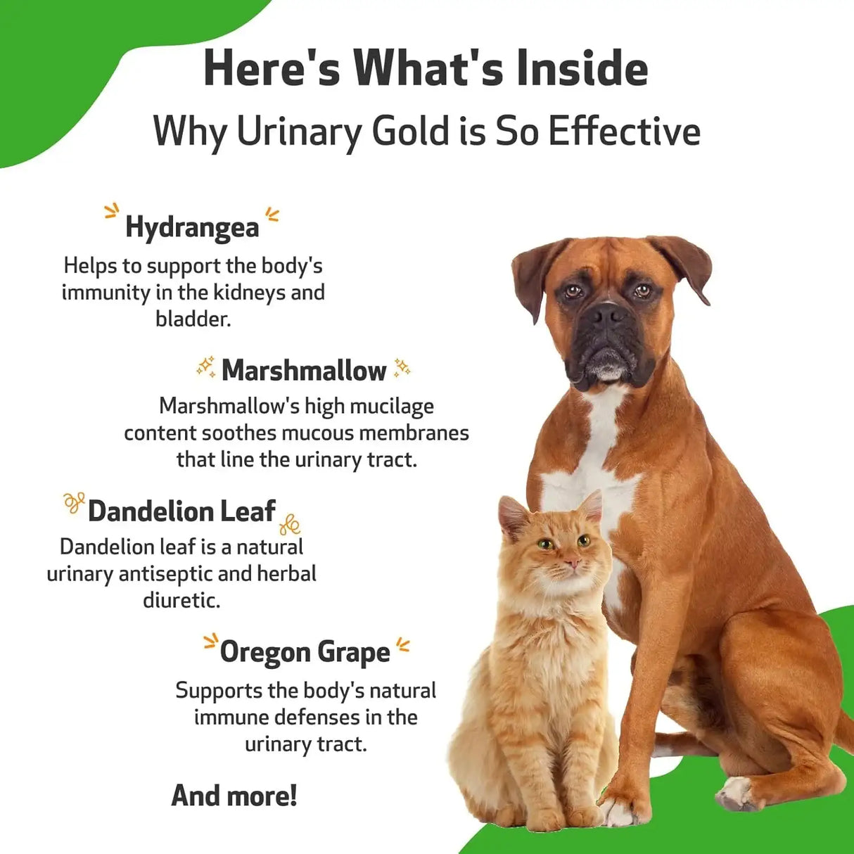 PET WELLBEING - Pet Wellbeing Urinary Gold for Dogs 4 Fl.Oz. - The Red Vitamin MX - Salud De Tracto Urinario Para Perros - {{ shop.shopifyCountryName }}