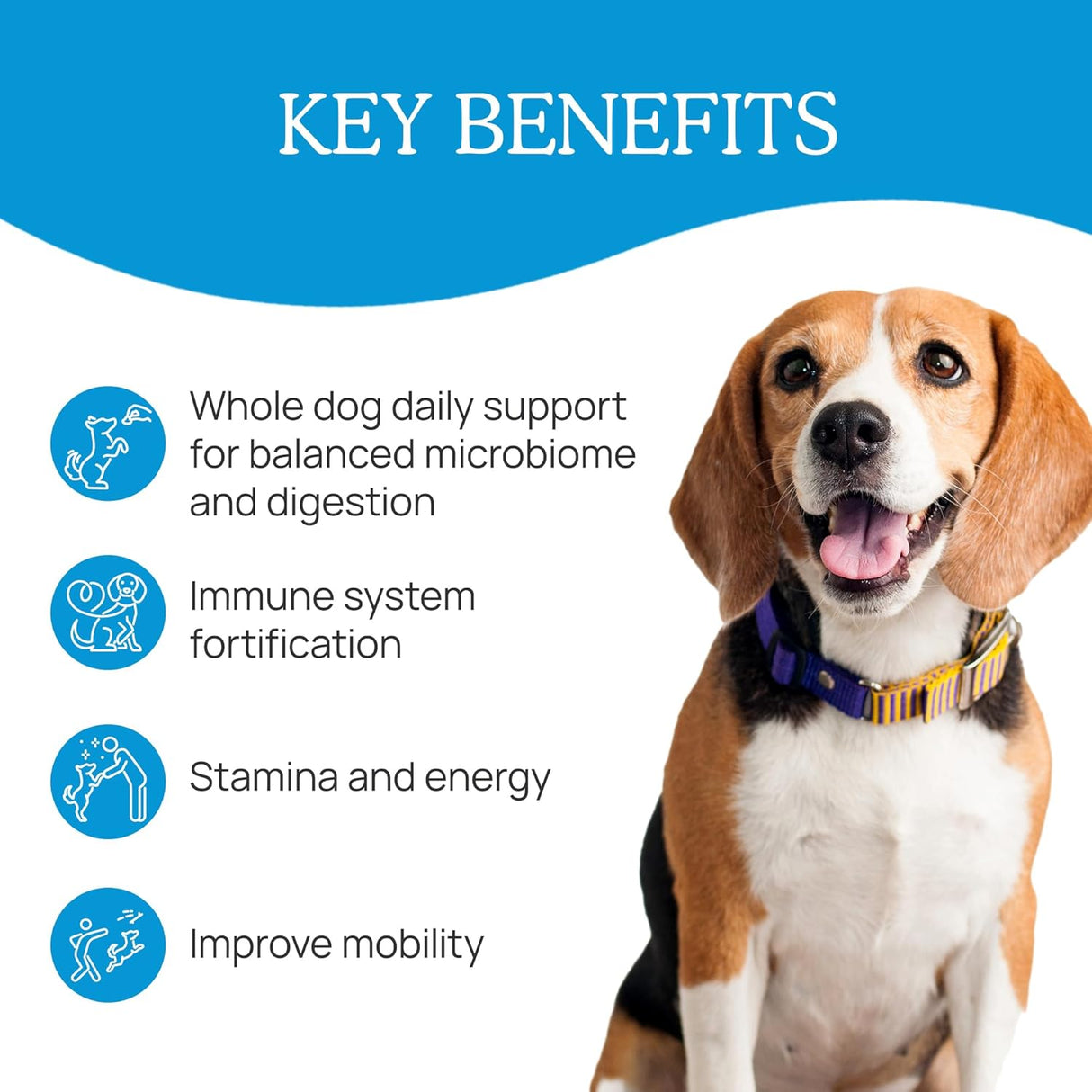 REAL MUSHROOMS - Real Mushrooms Daily Dawg Mushroom Blend for Dogs 75Gr. - The Red Vitamin MX - Suplementos Herbales Para Perros - {{ shop.shopifyCountryName }}