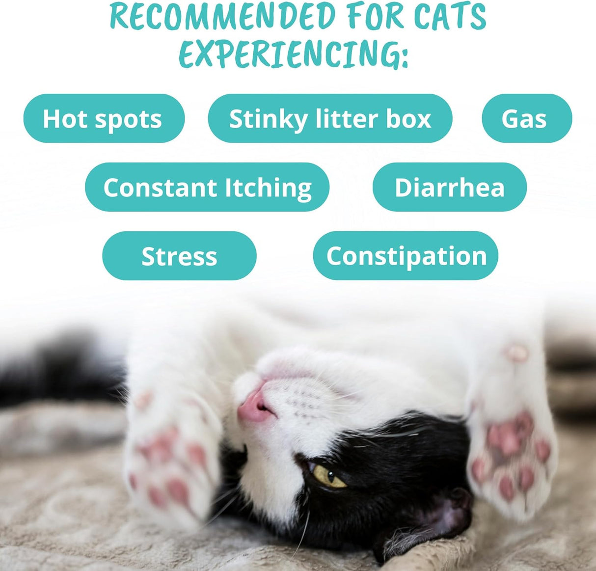 Under The Weather Pet Probiotic Chews for Cats 60 Masticables