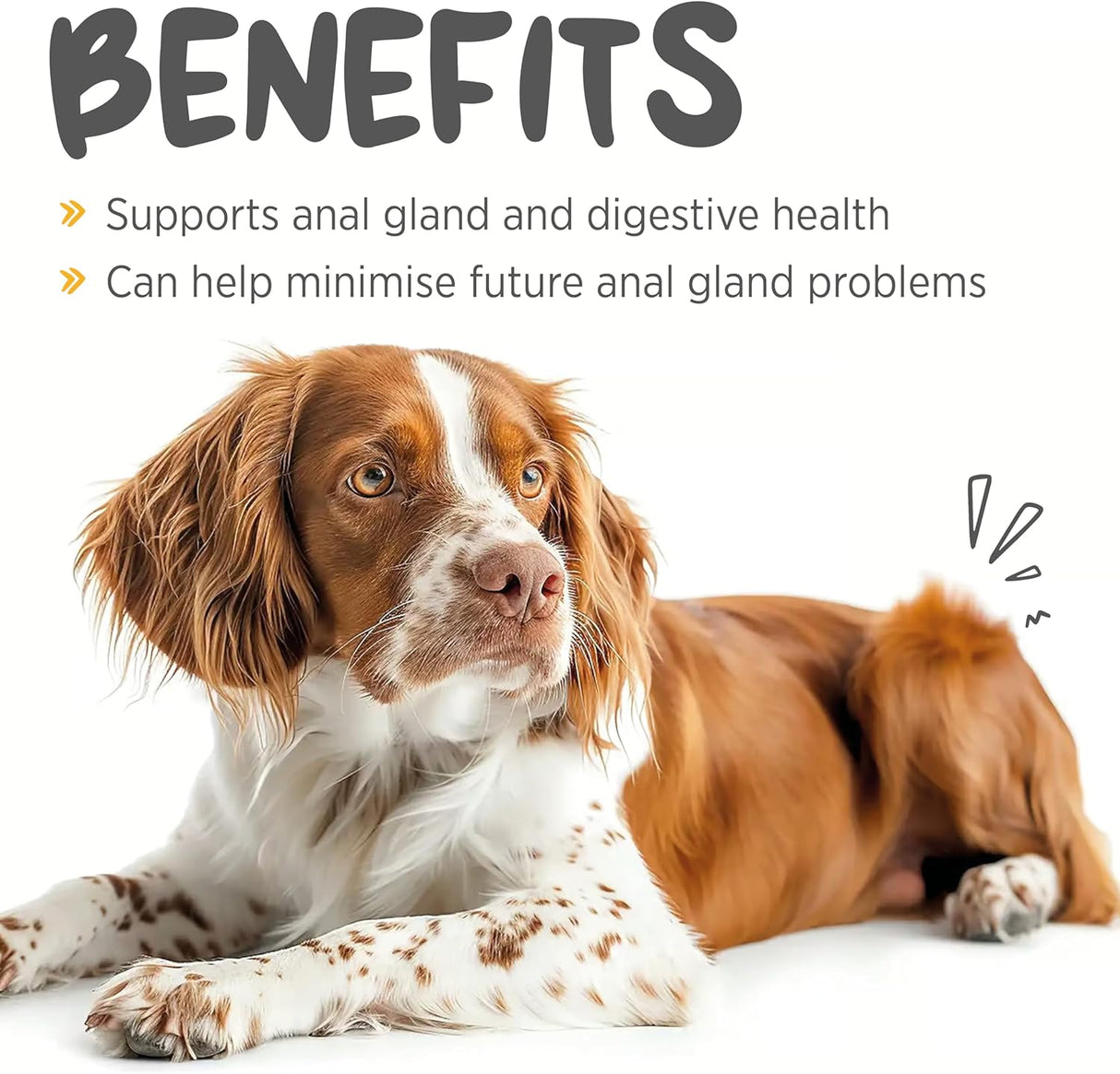 maxxipaws maxxiscoot Anal Gland & Digestive Health Support for Dogs 140Gr.