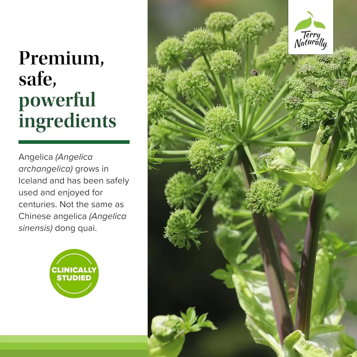 TERRY NATURALLY - Terry Naturally SagePro Bladder 60 Capsulas - The Red Vitamin MX - Suplementos Alimenticios - {{ shop.shopifyCountryName }}