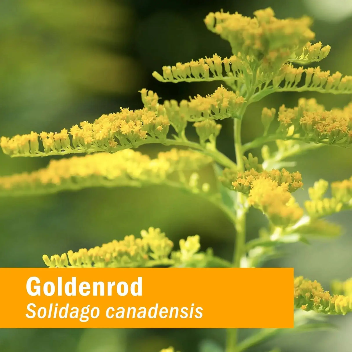 HERB PHARM - Herb Pharm Urinary System Support 1 Fl.Oz. 2 Pack - The Red Vitamin MX - Suplementos Alimenticios - {{ shop.shopifyCountryName }}