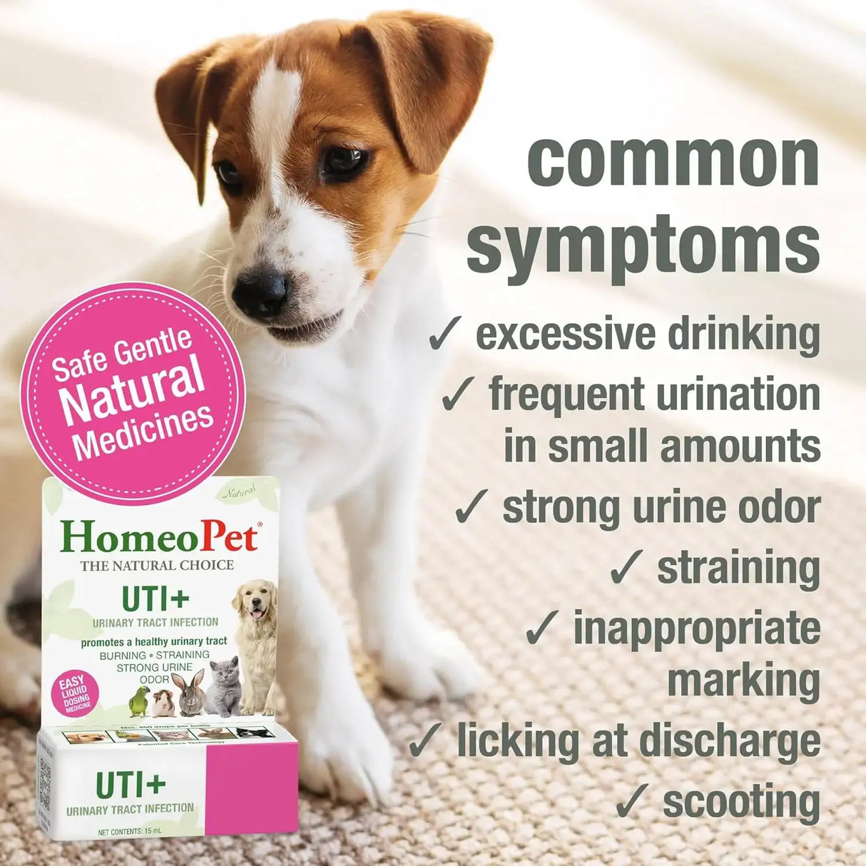 HOMEOPET - HomeoPet UTI Plus Urinary-Tract Relief 15Ml. - The Red Vitamin MX - Salud De Tracto Urinario Para Perros - {{ shop.shopifyCountryName }}