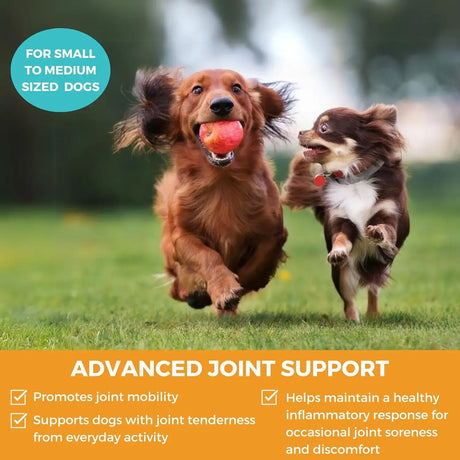 NOOTIE - Nootie Progility Mini Hip & Joint Small & Medium Breed Chew Supplement for Dogs 60 Masticables - The Red Vitamin MX - Cuidado De Cadera Y Articulaciones Para Perros - {{ shop.shopifyCountryName }}