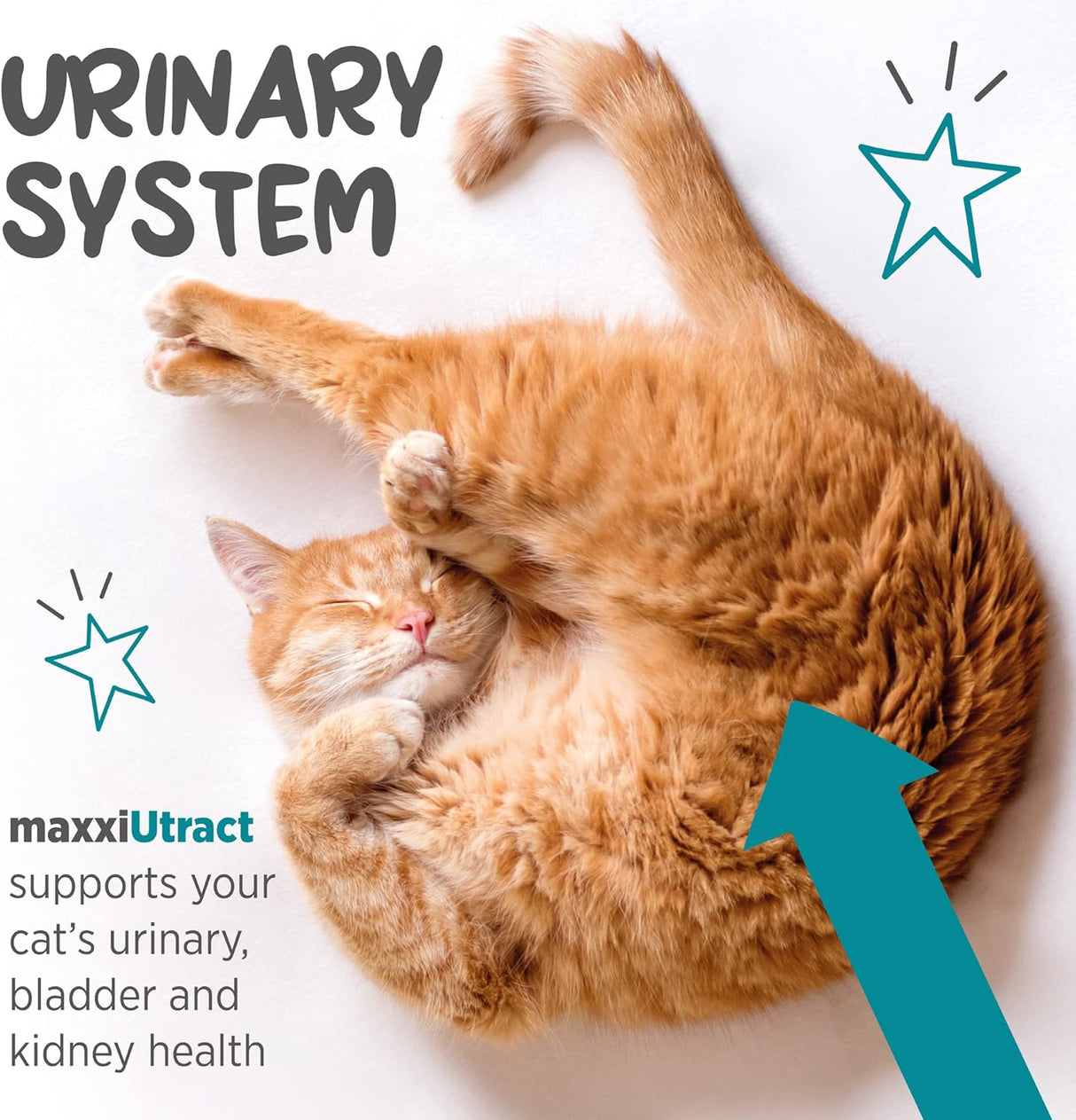 maxxipaws maxxiUtract Urinary & Bladder Support Powder 2.1 Oz.