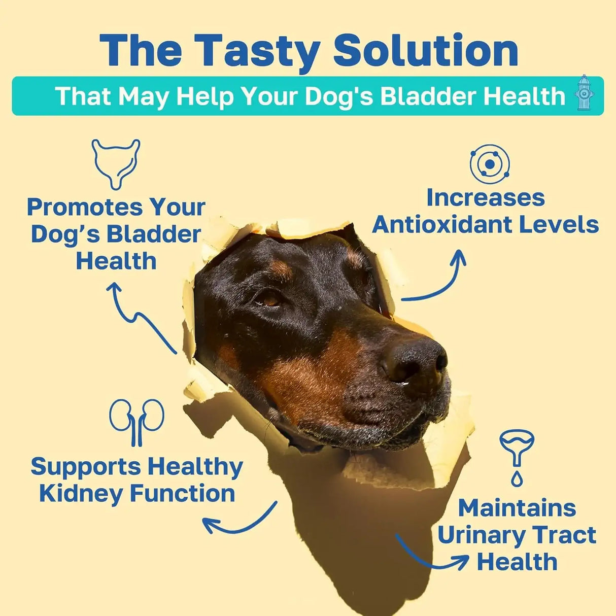 HAPPY PAWS - Happy Paws Bladder Support for Dogs 100 Masticables 2 Pack - The Red Vitamin MX - Salud De Tracto Urinario Para Perros - {{ shop.shopifyCountryName }}