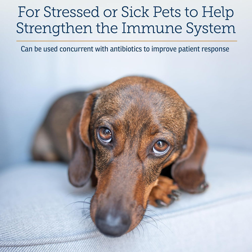 RX VITAMINS - Rx Vitamins Liquid Immuno Dog & Cat Immune Support 4 Fl.Oz. - The Red Vitamin MX - Suplementos Herbales Para Perros - {{ shop.shopifyCountryName }}