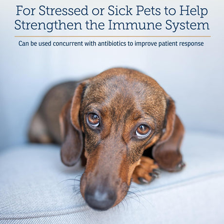 RX VITAMINS - Rx Vitamins Liquid Immuno Dog & Cat Immune Support 4 Fl.Oz. - The Red Vitamin MX - Suplementos Herbales Para Perros - {{ shop.shopifyCountryName }}