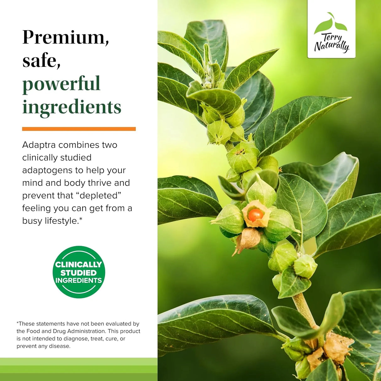 TERRY NATURALLY - Terry Naturally Adaptra 60 Capsulas - The Red Vitamin MX - Suplementos Alimenticios - {{ shop.shopifyCountryName }}