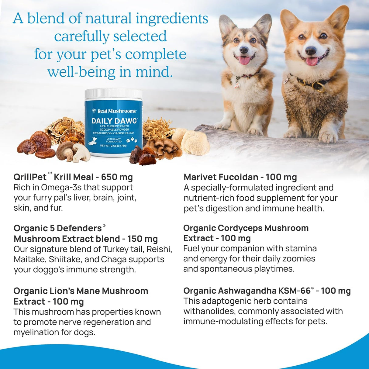REAL MUSHROOMS - Real Mushrooms Daily Dawg Mushroom Blend for Dogs 75Gr. - The Red Vitamin MX - Suplementos Herbales Para Perros - {{ shop.shopifyCountryName }}