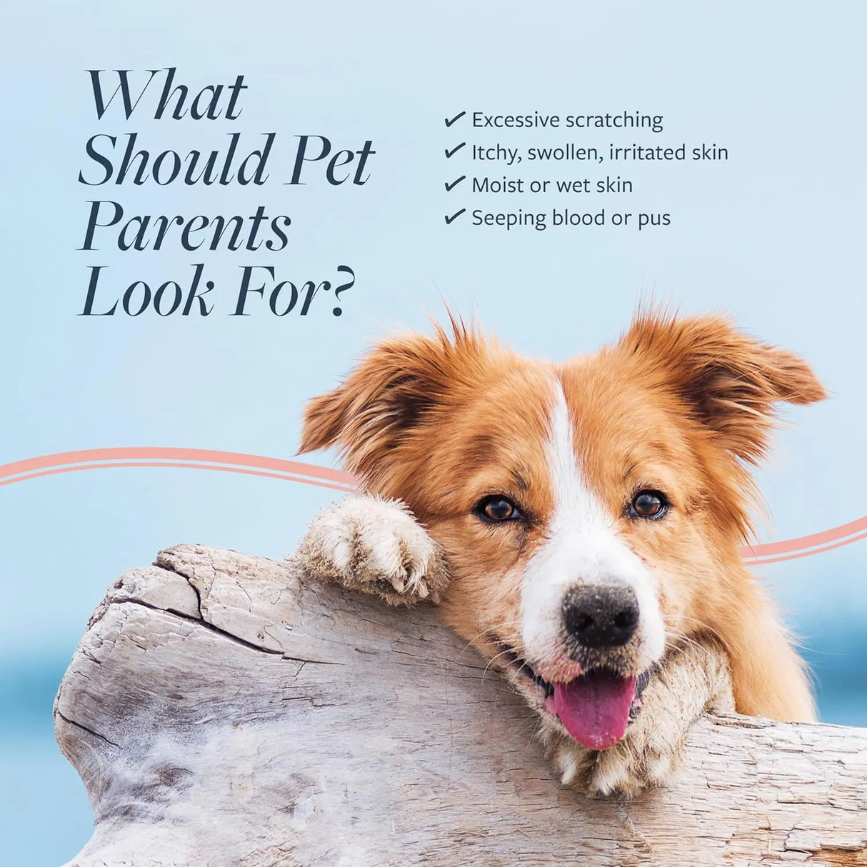 VETERINARY FORMULA - Veterinary Formula Clinical Care Hot Spot & Itch Relief Cat & Dog Medicated Conditioner 16 Fl.Oz. - The Red Vitamin MX - Remedios Para La Picazón De Perros - {{ shop.shopifyCountryName }}