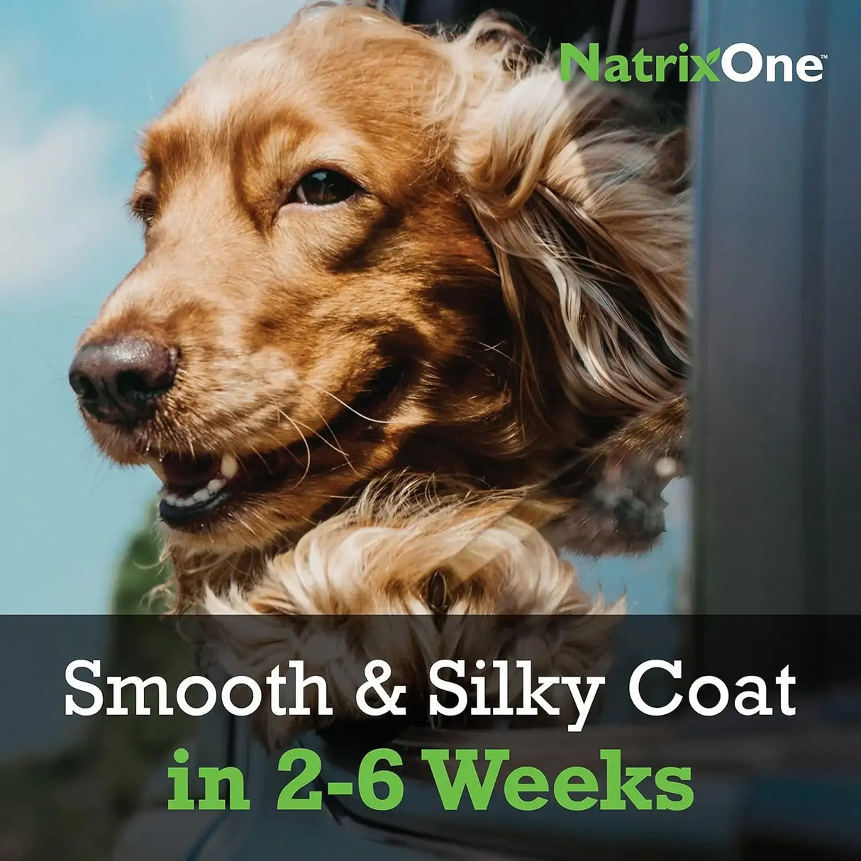 NATRIXONE - NatrixOne Omega 3 for Dogs 16 Fl.Oz. - The Red Vitamin MX - Aceite De Pescado Para Perros - {{ shop.shopifyCountryName }}