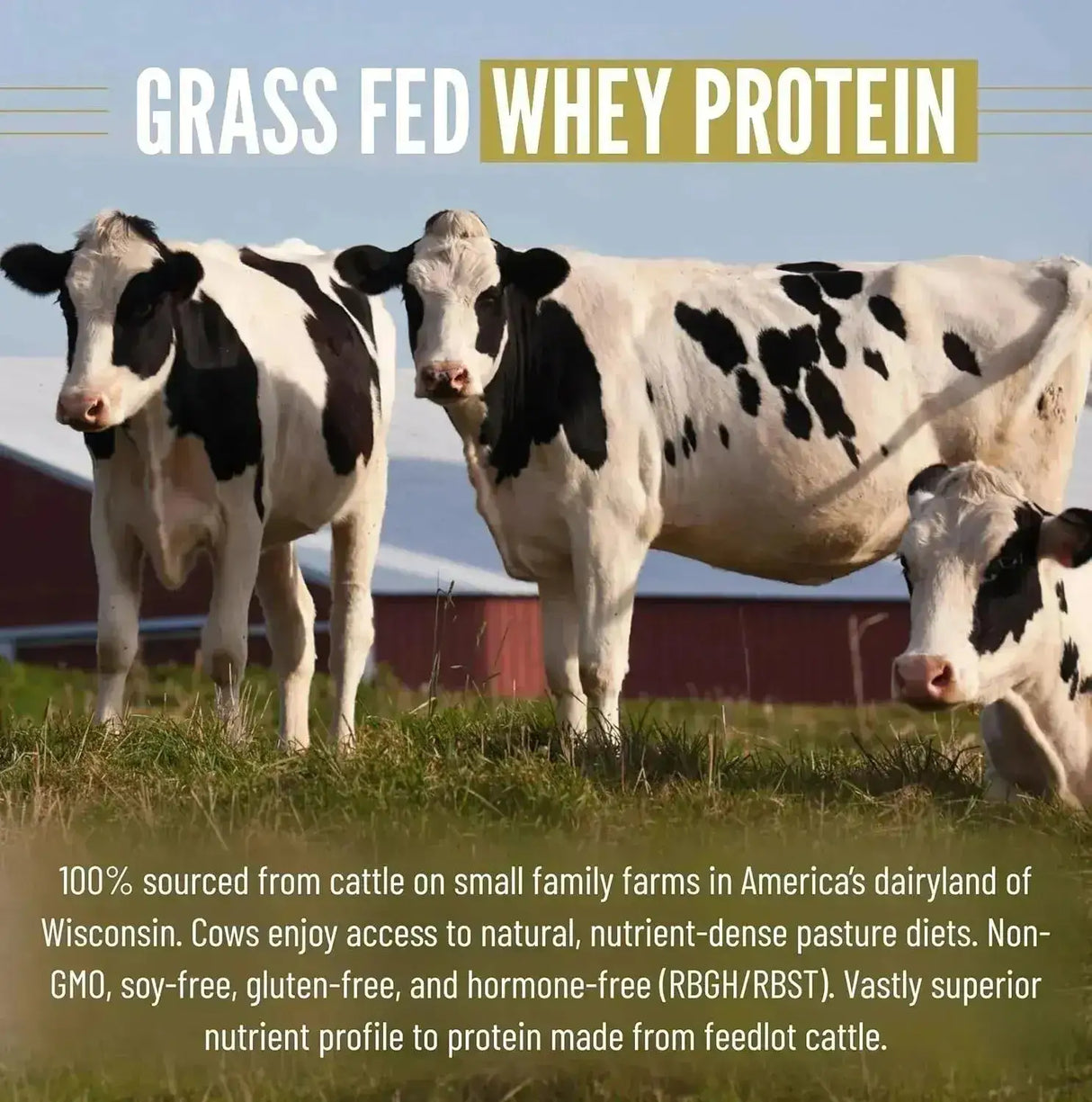 B.RAD - B.rad Grass Fed Whey Protein Isolate Powder with Creatine Vanilla Bean 907Gr. - The Red Vitamin MX - Suplementos Alimenticios - {{ shop.shopifyCountryName }}