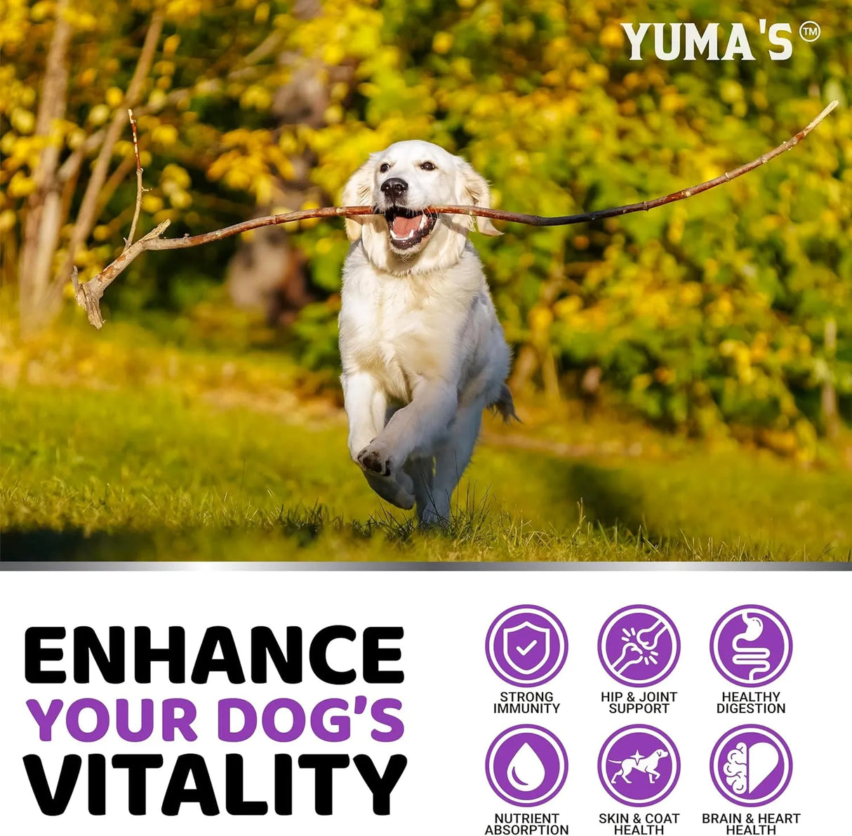 YUMA'S - YUMA'S Dog Multivitamin Chewable with Glucosamine 170 Masticables - The Red Vitamin MX - Multivitamínicos Para Perros - {{ shop.shopifyCountryName }}