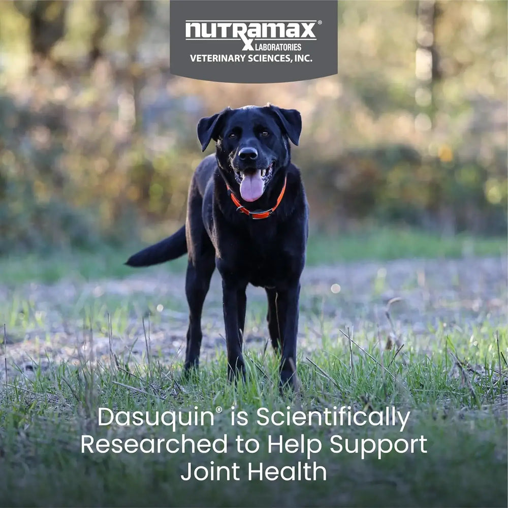 NUTRAMAX - Nutramax Dasuquin for Large Dogs Joint Health 150 Tabletas Masticables - The Red Vitamin MX - Cuidado De Cadera Y Articulaciones Para Perros - {{ shop.shopifyCountryName }}