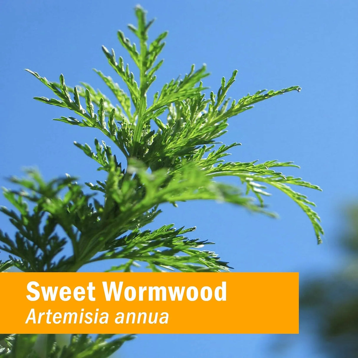 HERB PHARM - Herb Pharm Certified Organic Artemisia Annua Liquid Extract 4 Fl.Oz. - The Red Vitamin MX - Suplementos Alimenticios - {{ shop.shopifyCountryName }}