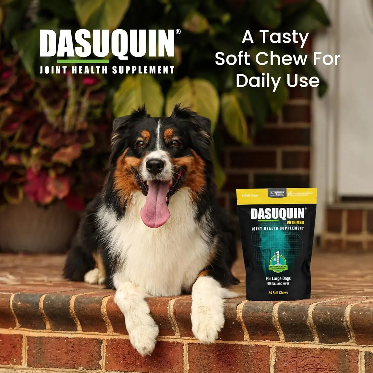 NUTRAMAX - Nutramax Laboratories Dasuquin with MSM Joint Health for Large Dogs 84 Masticables - The Red Vitamin MX - Cuidado De Cadera Y Articulaciones Para Perros - {{ shop.shopifyCountryName }}