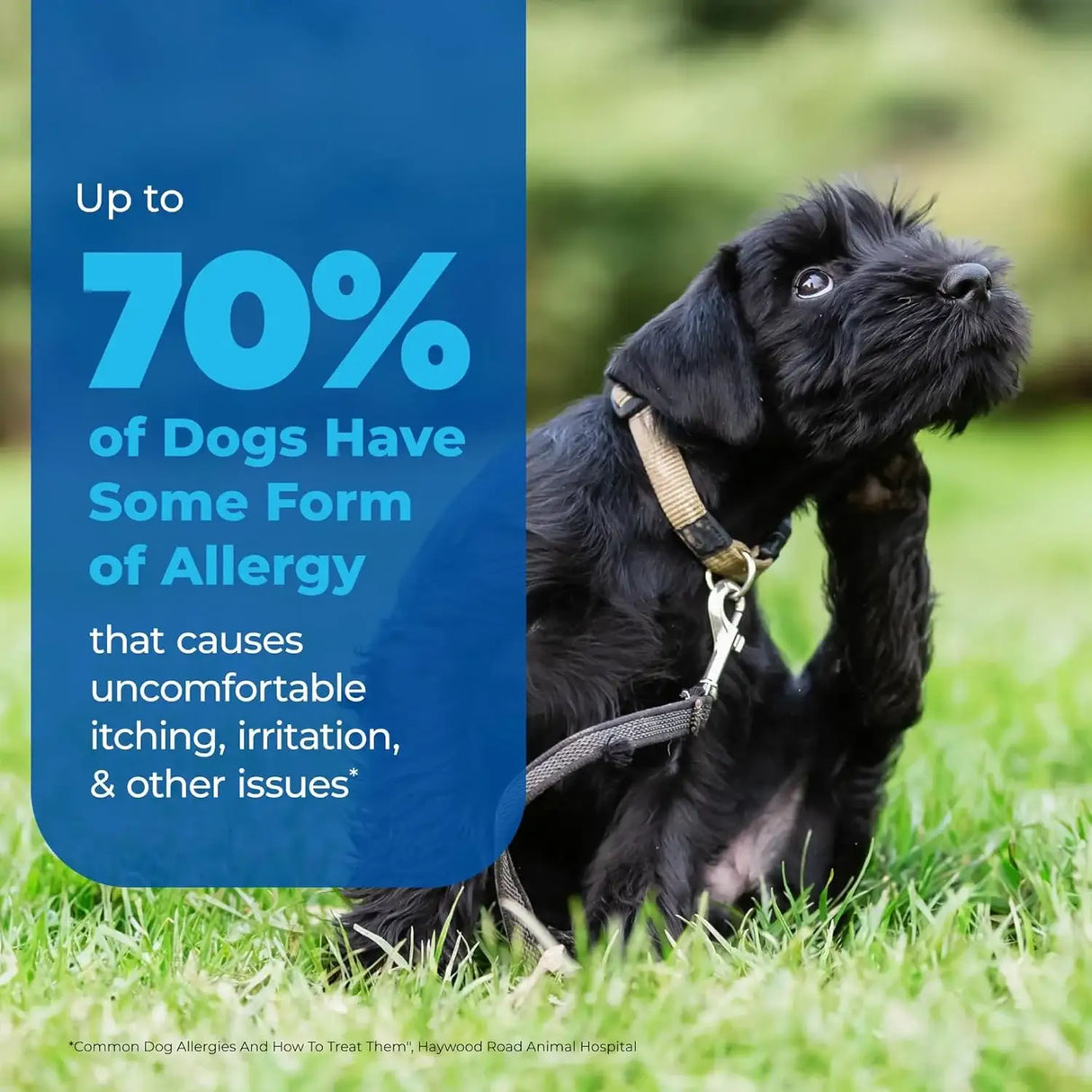 VETNIQUE - Vetnique Dermabliss Anti Itch Spray for Dogs & Cats 4 Fl.Oz. - The Red Vitamin MX - Remedios Para La Picazón De Perros - {{ shop.shopifyCountryName }}