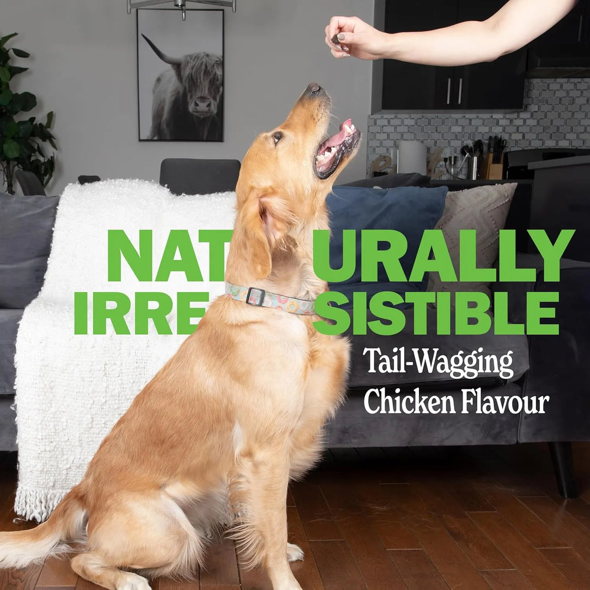 DELEY NATURALS - Deley Naturals Dog Probiotic Chews 120 Masticables - The Red Vitamin MX - Probióticos Para Perros - {{ shop.shopifyCountryName }}