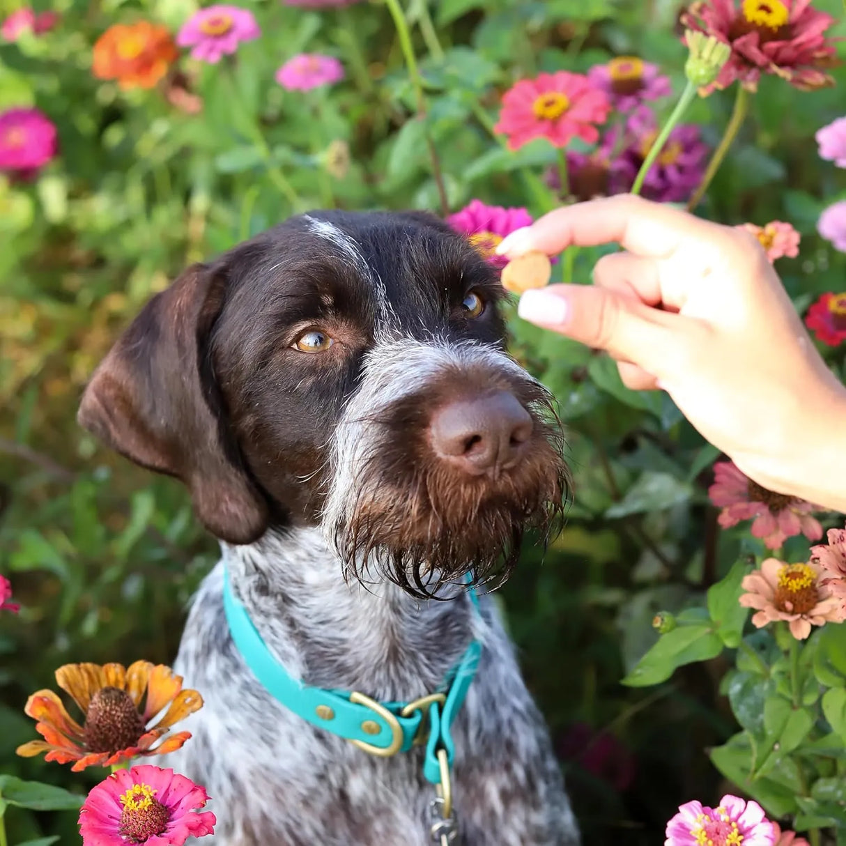 ARK NATURALS - ARK NATURALS Breath Bursts Brushless Toothpaste Dog Treats Peppermint 113Gr. - The Red Vitamin MX - Cuidado Dental Para Perros - {{ shop.shopifyCountryName }}