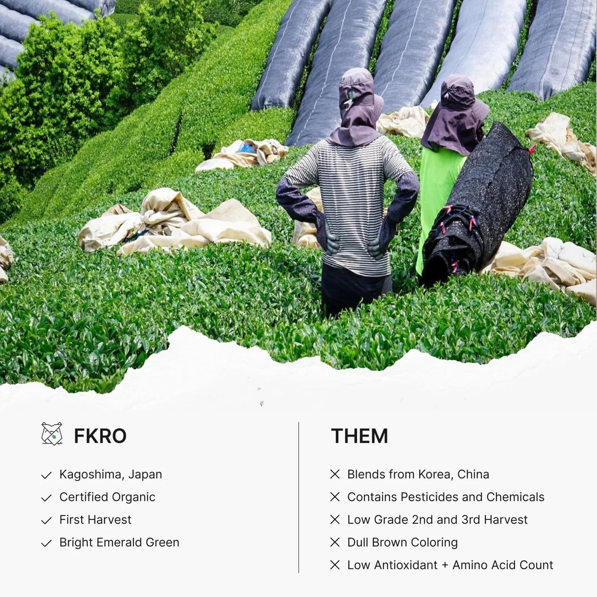 FKRO - FKRO Organic Tea Master's Ceremonial Grade Japanese Matcha Green Tea Powder 30Gr. - The Red Vitamin MX - Suplementos Alimenticios - {{ shop.shopifyCountryName }}