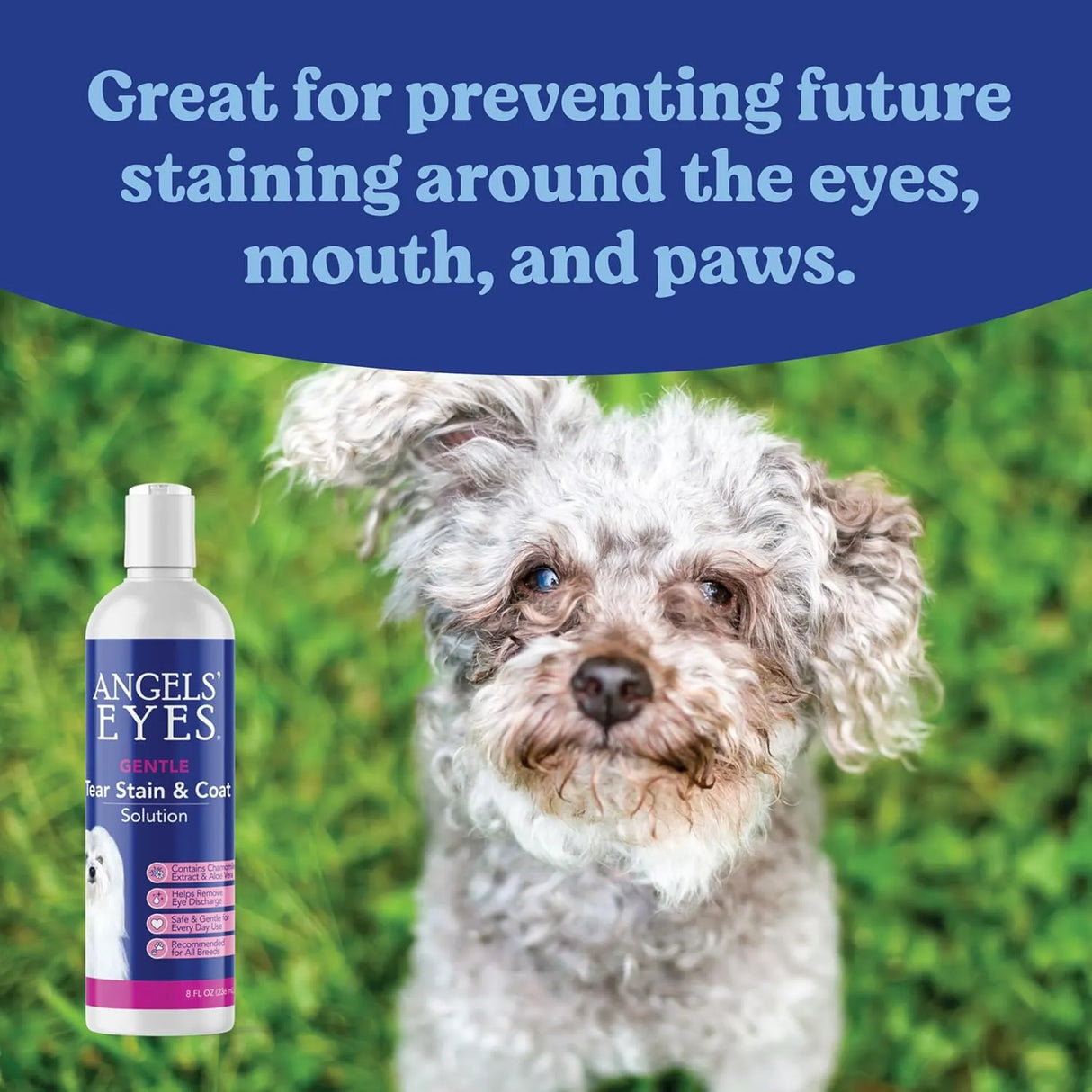 ANGELS' EYES - ANGELS' EYES Gentle Tear Stain Solution for Dogs and Cats 8 Fl.Oz. - The Red Vitamin MX - Cuidado De Los Ojos De Los Perros - {{ shop.shopifyCountryName }}