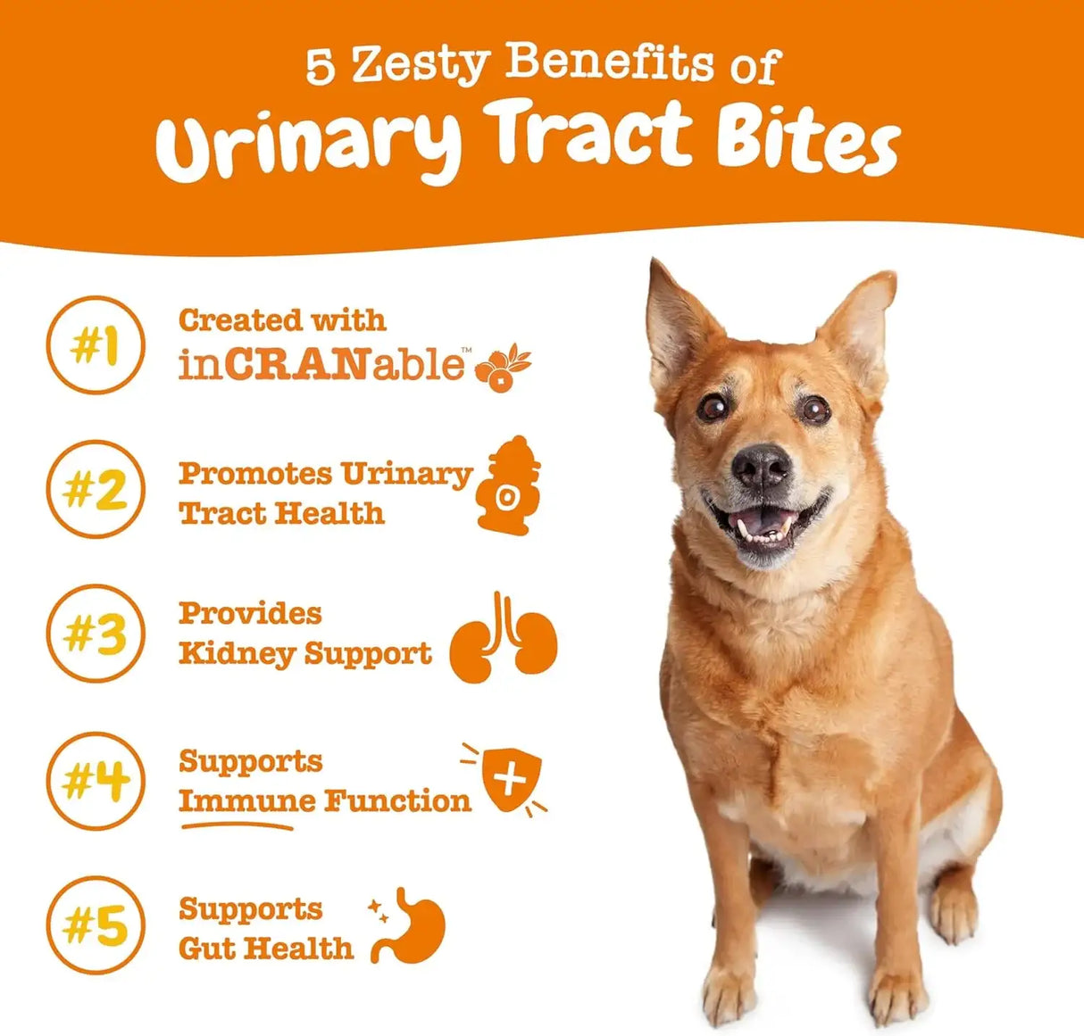 ZESTY PAWS - Zesty Paws Cranberry Supplement for Dogs Urinary Tract Support CHICKEN 90 Masticables - The Red Vitamin MX - Salud De Tracto Urinario Para Perros - {{ shop.shopifyCountryName }}