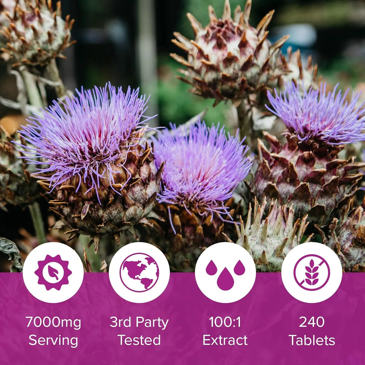 NATURAL FOUNDATION - Natural Foundation Supplements Milk Thistle 7000Mg. 240 Tabletas - The Red Vitamin MX - Suplementos Alimenticios - {{ shop.shopifyCountryName }}