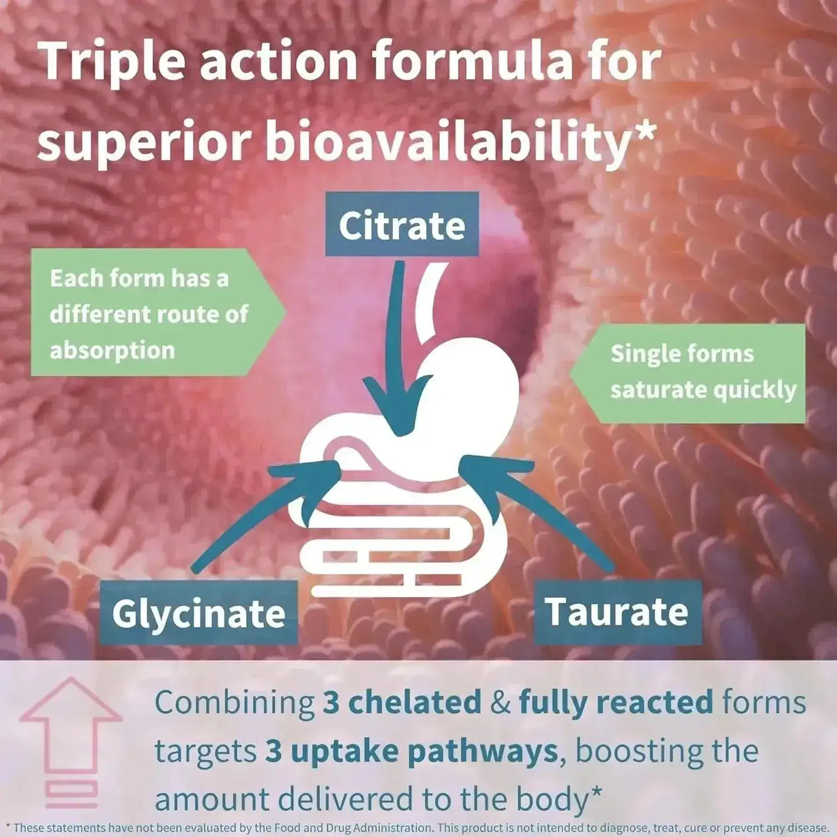 IGENNUS - Igennus Advanced Triple Magnesium Complex 180 Tabletas - The Red Vitamin MX - Suplementos Alimenticios - {{ shop.shopifyCountryName }}