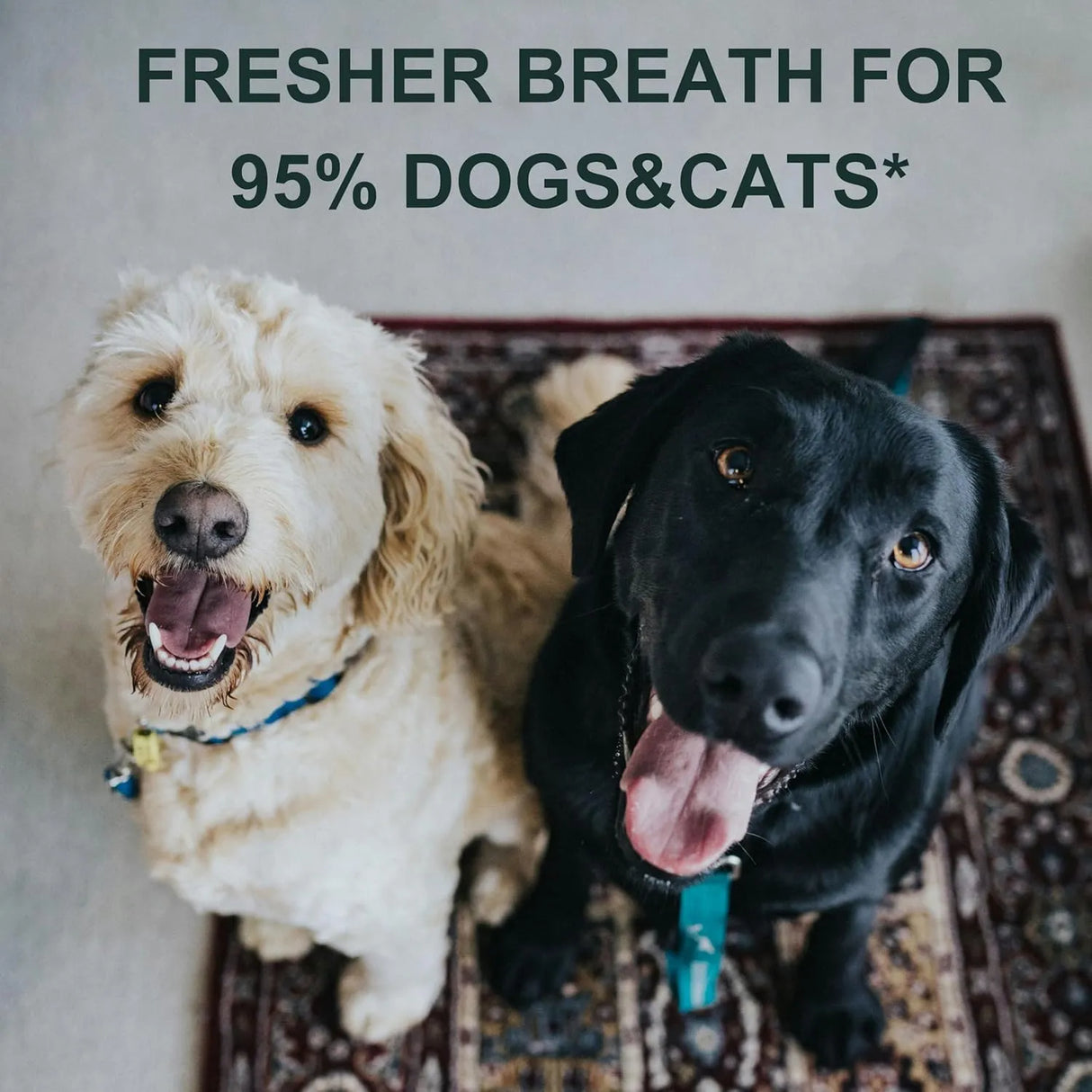 DRMOIS - DRMOIS Plaque Removal Natural Dental Powder 120Gr. - The Red Vitamin MX - Cuidado Dental Para Perros - {{ shop.shopifyCountryName }}